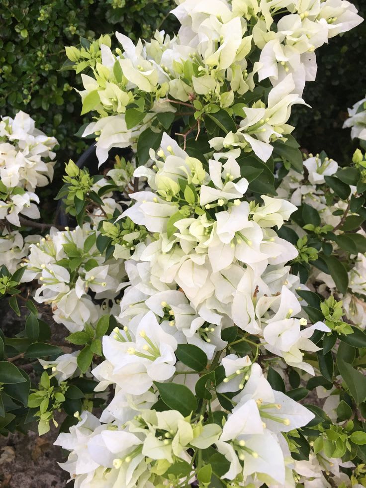 Dania White Bougainvillea (Pack Of 1)