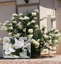 Dania White Bougainvillea (Pack Of 1)