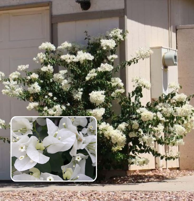 Dania White Bougainvillea (Pack Of 1)