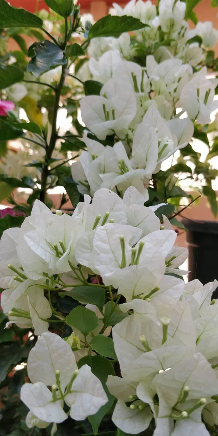Dania White Bougainvillea (Pack Of 1)