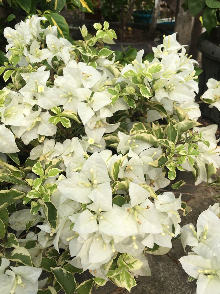 Dania White Bougainvillea (Pack Of 1)