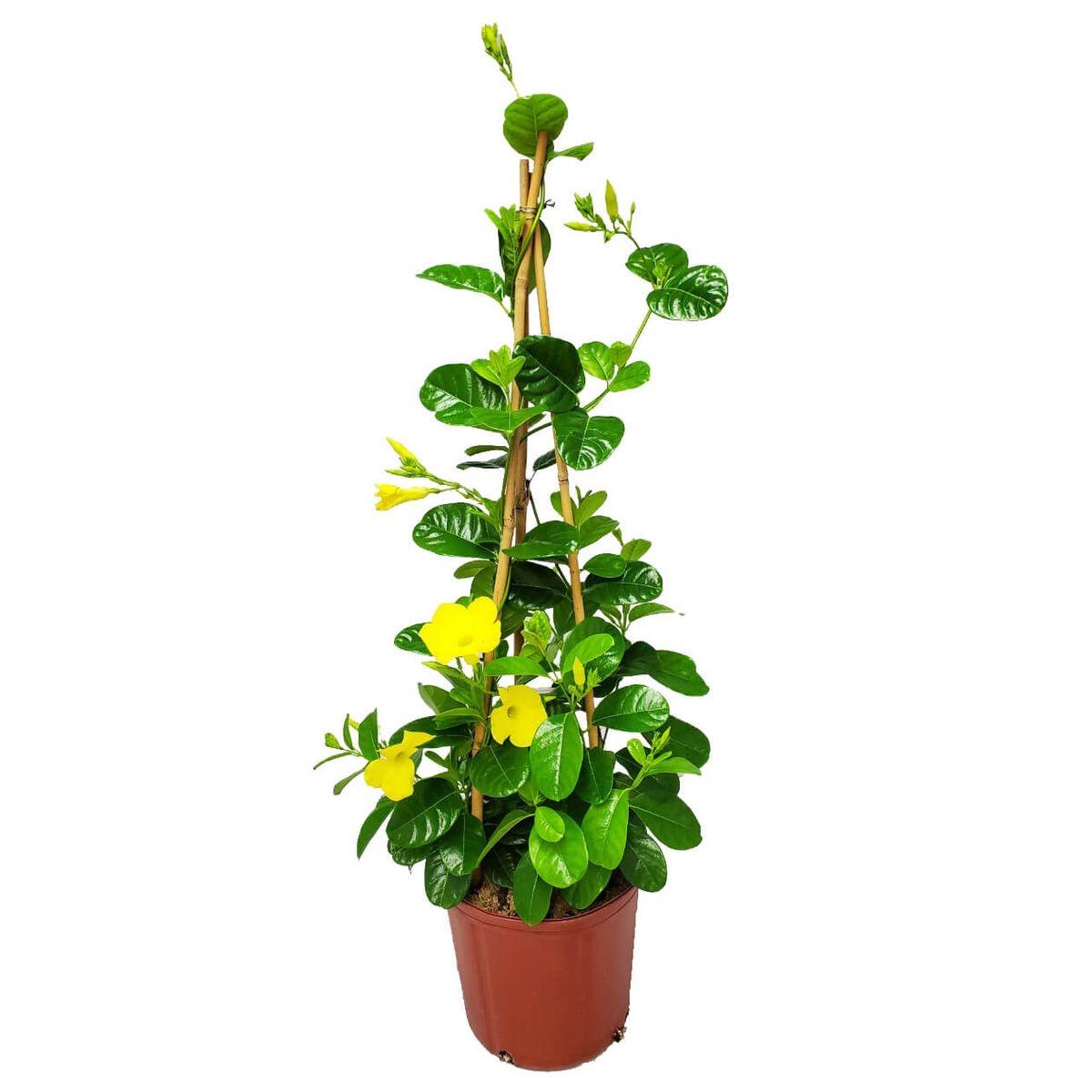 Hybrid Mandevilla Yellow Flower Plant (Pack Of-1 )