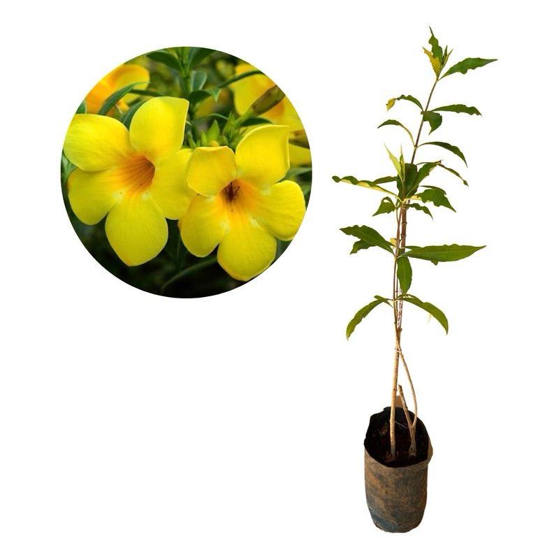 Hybrid Mandevilla Yellow Flower Plant (Pack Of-1 )