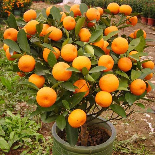Sweet Orange 🍊🍊🍊 Fruit Plant (Hybrid & Grafting) Pack Of-1