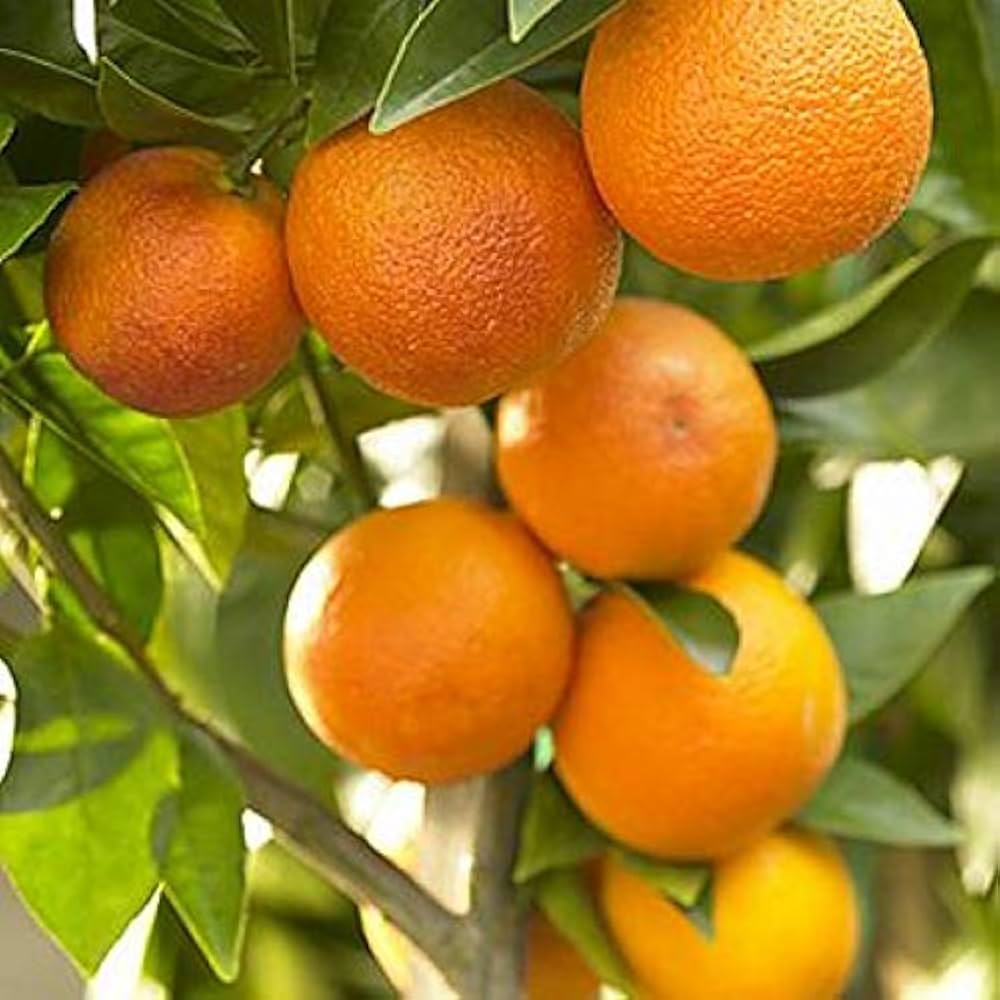 Sweet Orange 🍊🍊🍊 Fruit Plant (Hybrid & Grafting) Pack Of-1