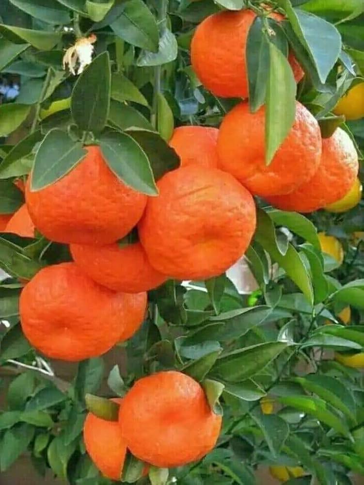 Sweet Orange 🍊🍊🍊 Fruit Plant (Hybrid & Grafting) Pack Of-1