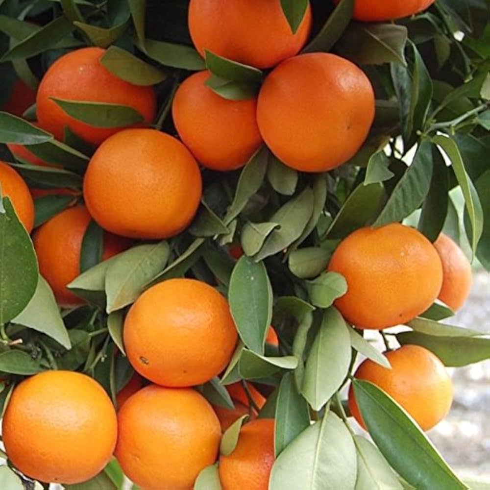 Sweet Orange 🍊🍊🍊 Fruit Plant (Hybrid & Grafting) Pack Of-1