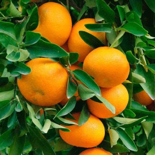 Sweet Orange 🍊🍊🍊 Fruit Plant (Hybrid & Grafting) Pack Of-1