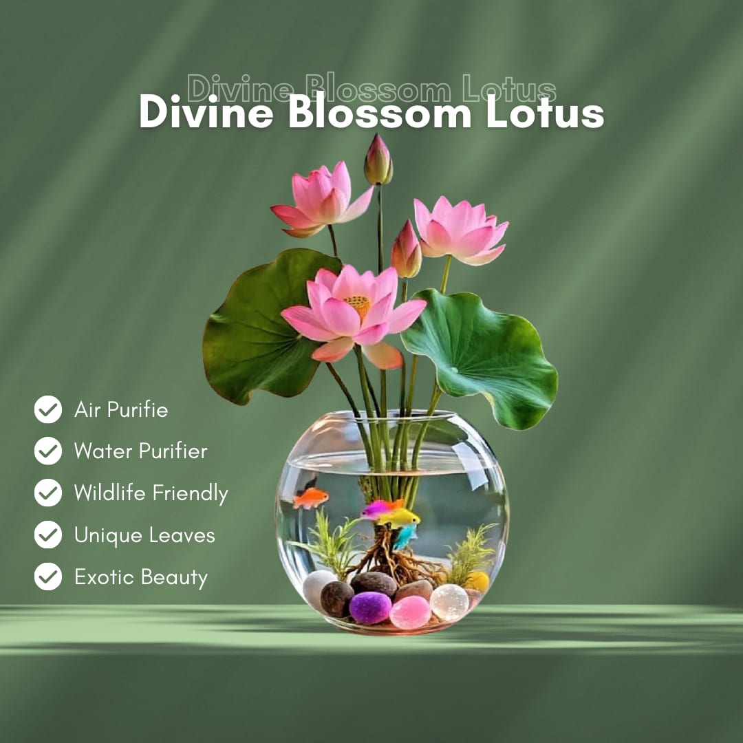 Divine Bloom Lotus Plant Blub  (Pack Of 5)
