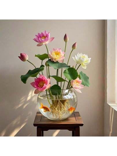 Divine Bloom Lotus Plant Blub  (Pack Of 5)