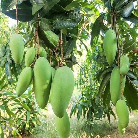 Noorjahan Mango 🥭🥭🥭 Fruit Plant (Hybrid & Grafting) Pack Of-1