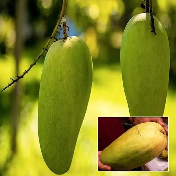 Noorjahan Mango 🥭🥭🥭 Fruit Plant (Hybrid & Grafting) Pack Of-1