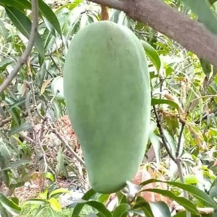 Noorjahan Mango 🥭🥭🥭 Fruit Plant (Hybrid & Grafting) Pack Of-1