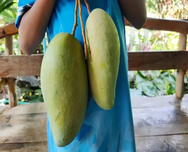 Noorjahan Mango 🥭🥭🥭 Fruit Plant (Hybrid & Grafting) Pack Of-1