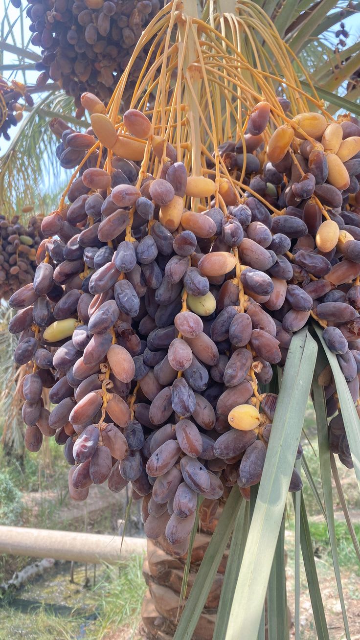 Dwarf-Arabian-Date-Plant  (Pack Of 1)