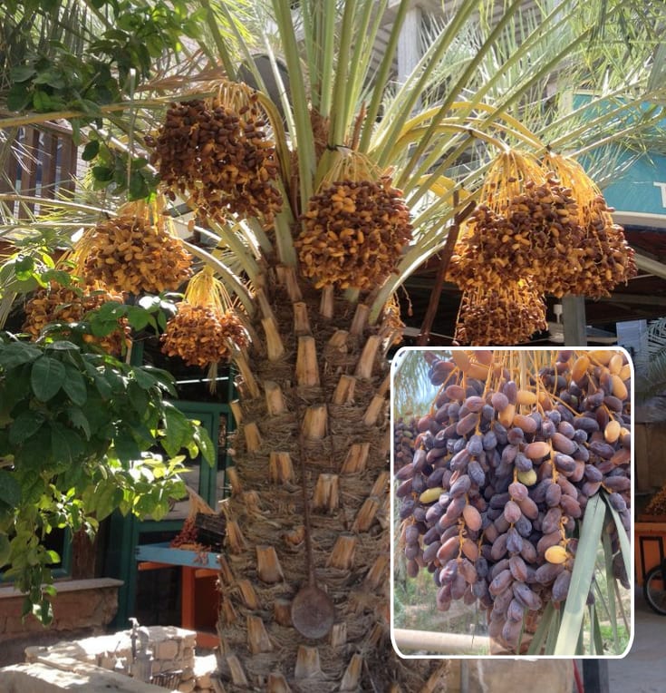 Dwarf-Arabian-Date-Plant  (Pack Of 1)