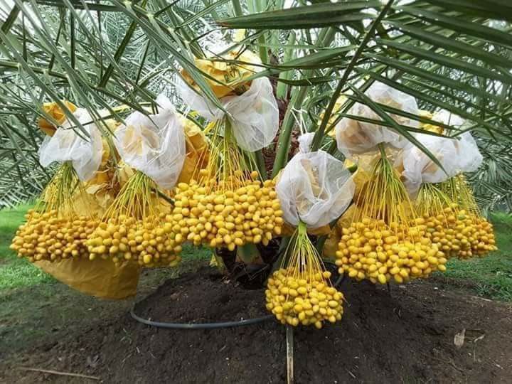 Dwarf-Arabian-Date-Plant  (Pack Of 1)