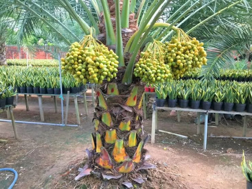 Dwarf-Arabian-Date-Plant  (Pack Of 1)
