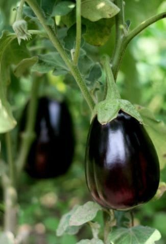 Egg plant (Pack Of 1)