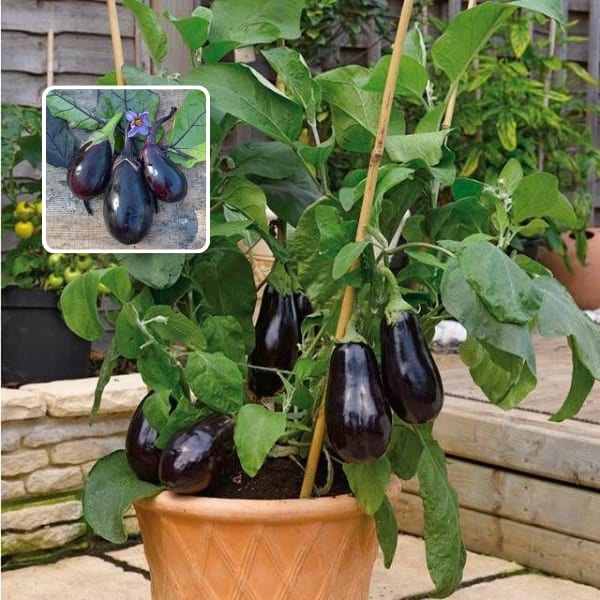 Egg plant (Pack Of 1)