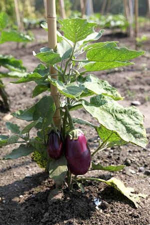 Egg plant (Pack Of 1)