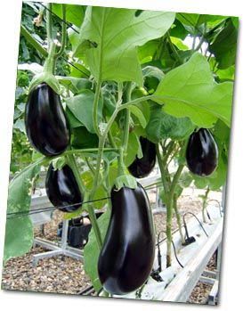 Egg plant (Pack Of 1)