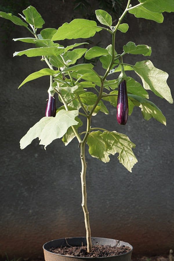 Egg plant (Pack Of 1)