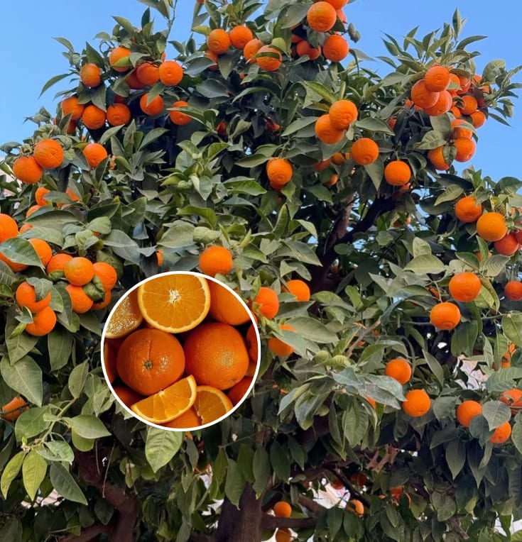 Egyptian Valencia orange plant  (Pack Of 1)