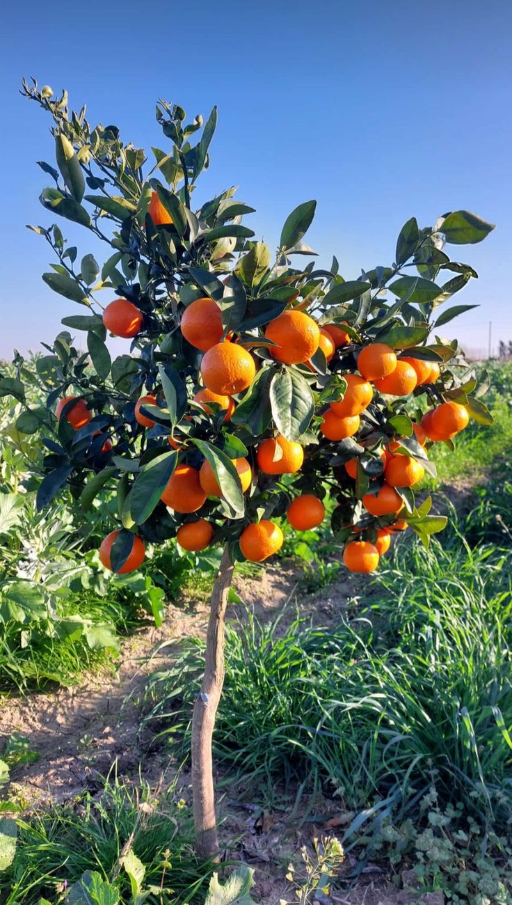 Egyptian Valencia orange plant  (Pack Of 1)