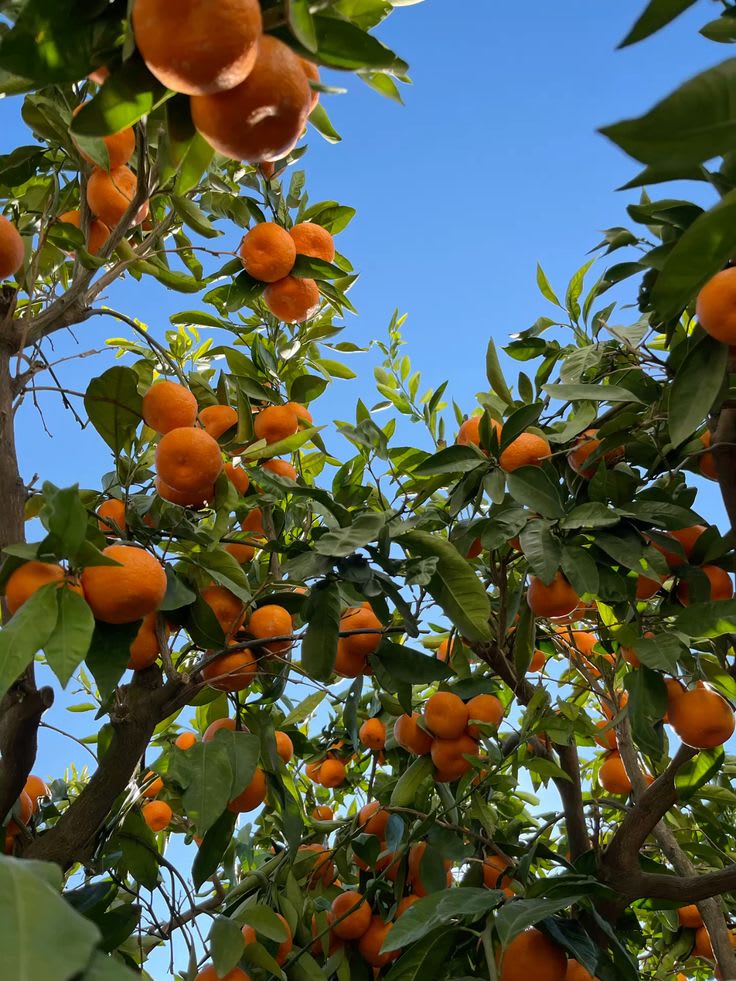 Egyptian Valencia orange plant  (Pack Of 1)