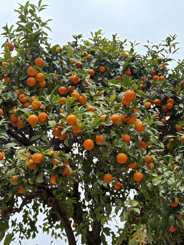 Egyptian Valencia orange plant  (Pack Of 1)