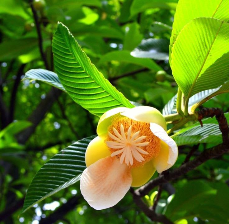 Elephant Apple Plant (Pack Of 1)