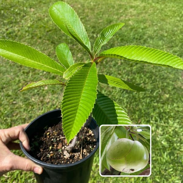 Elephant Apple Plant (Pack Of 1)