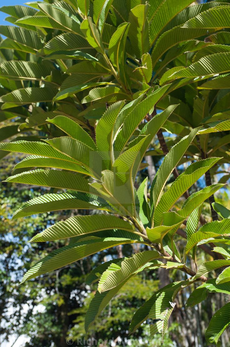 Elephant Apple Plant (Pack Of 1)