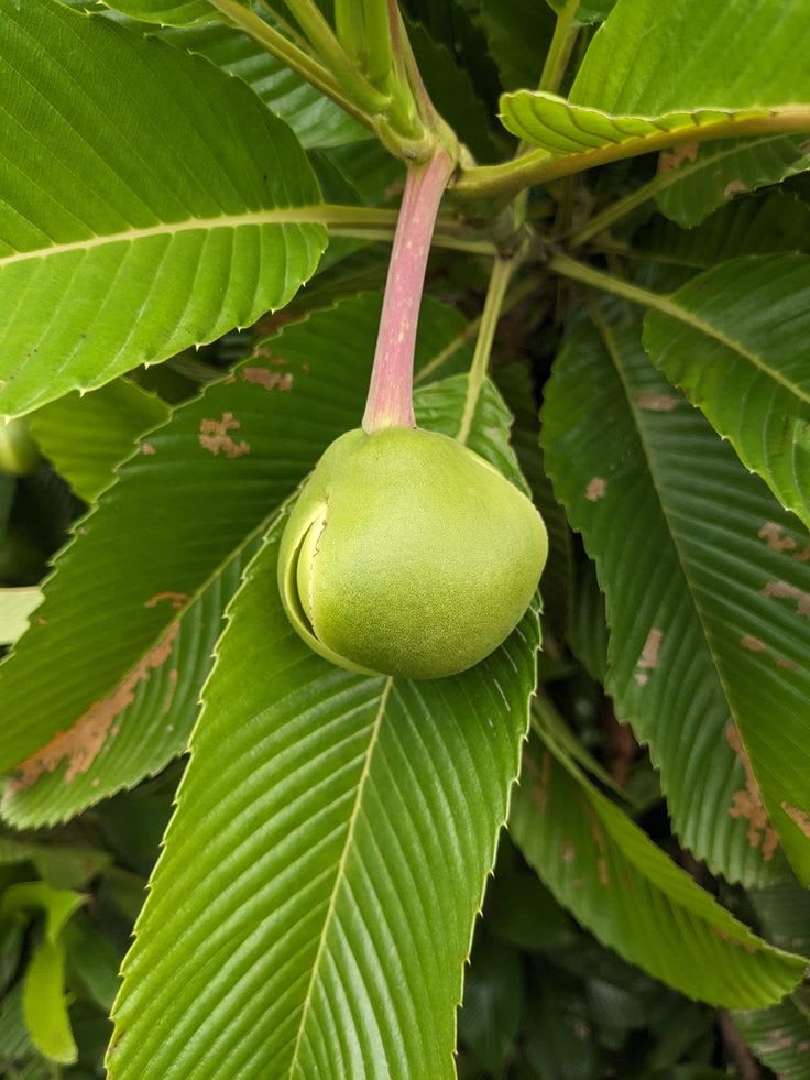 Elephant Apple Plant (Pack Of 1)