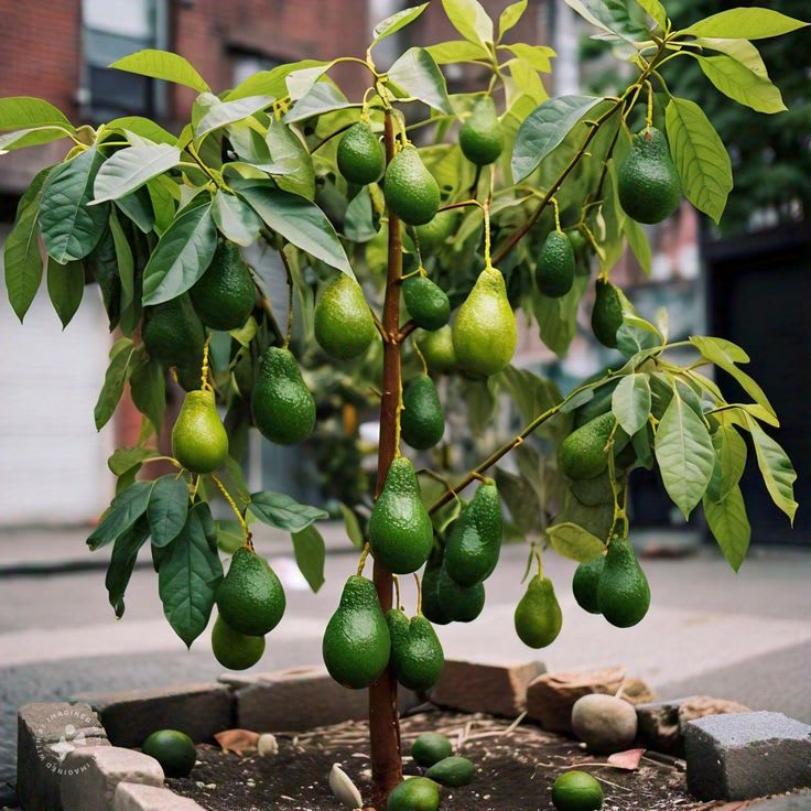 Emerald Delight Avocado Plant  (Pack Of 1)