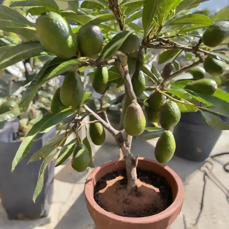 Emerald Delight Avocado Plant  (Pack Of 1)