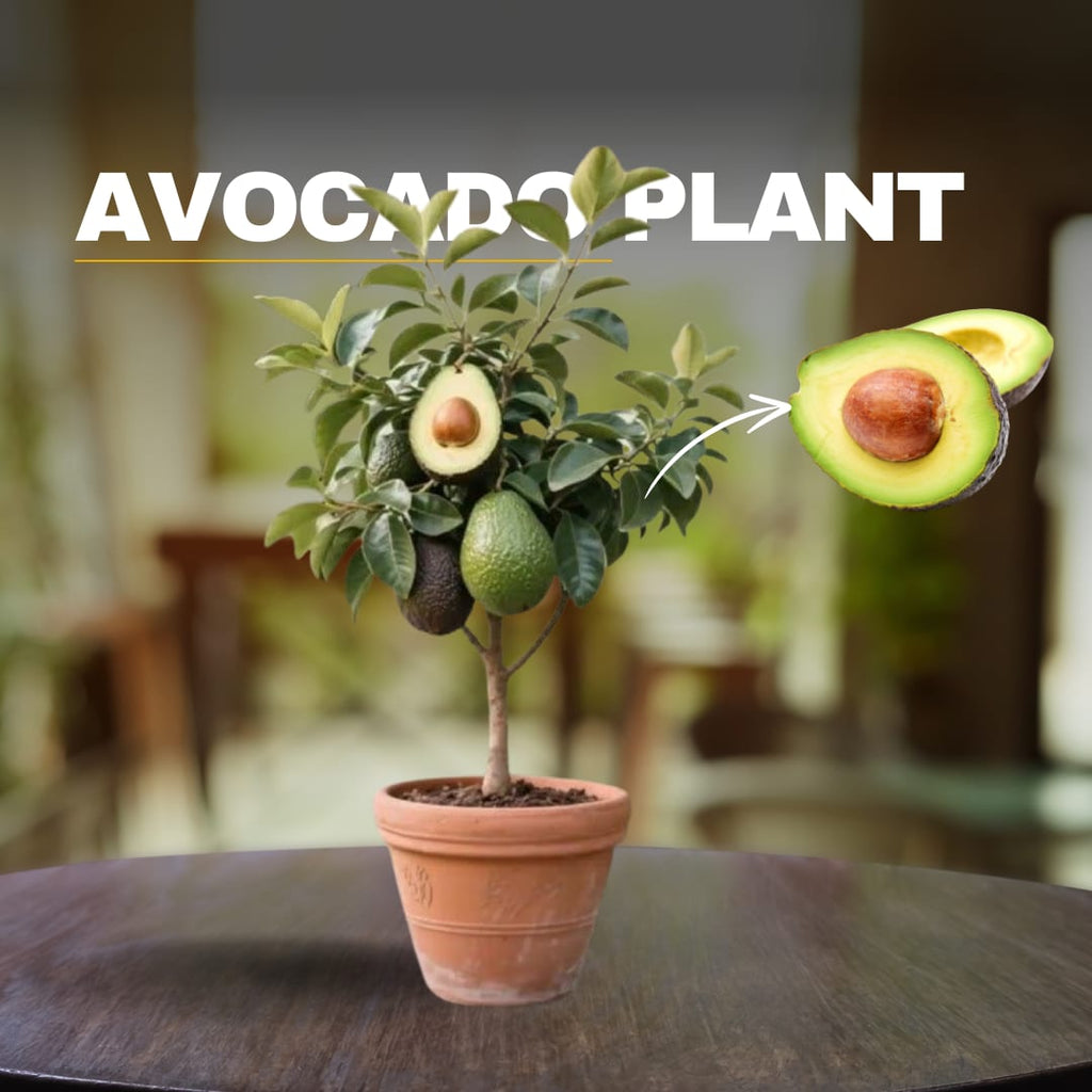 Emerald Delight Avocado Plant  (Pack Of 1)