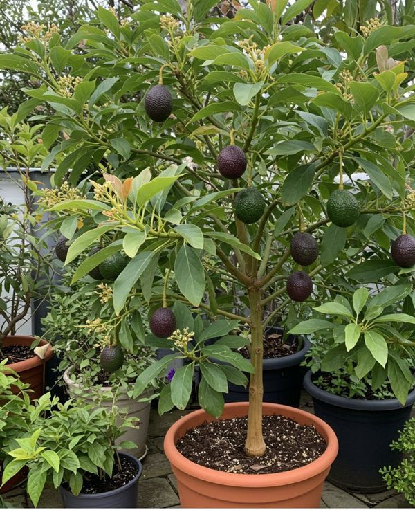 Emerald Delight Avocado Plant  (Pack Of 1)