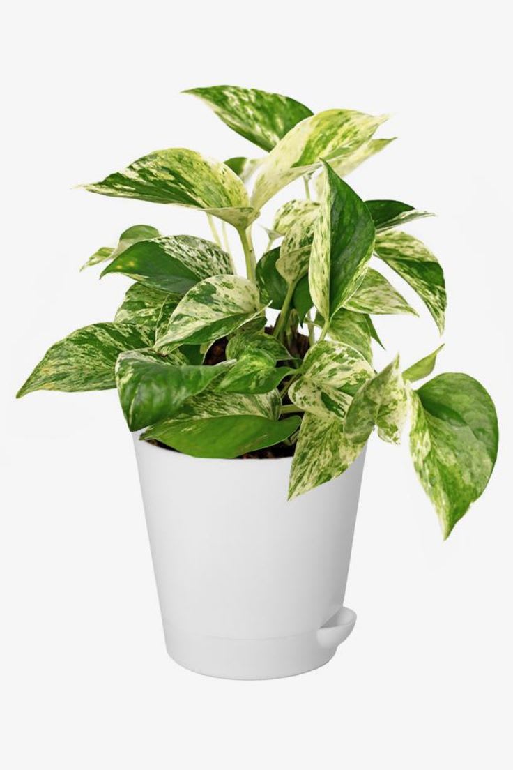 Emerald Fortune Money Plant (Pack Of 1)