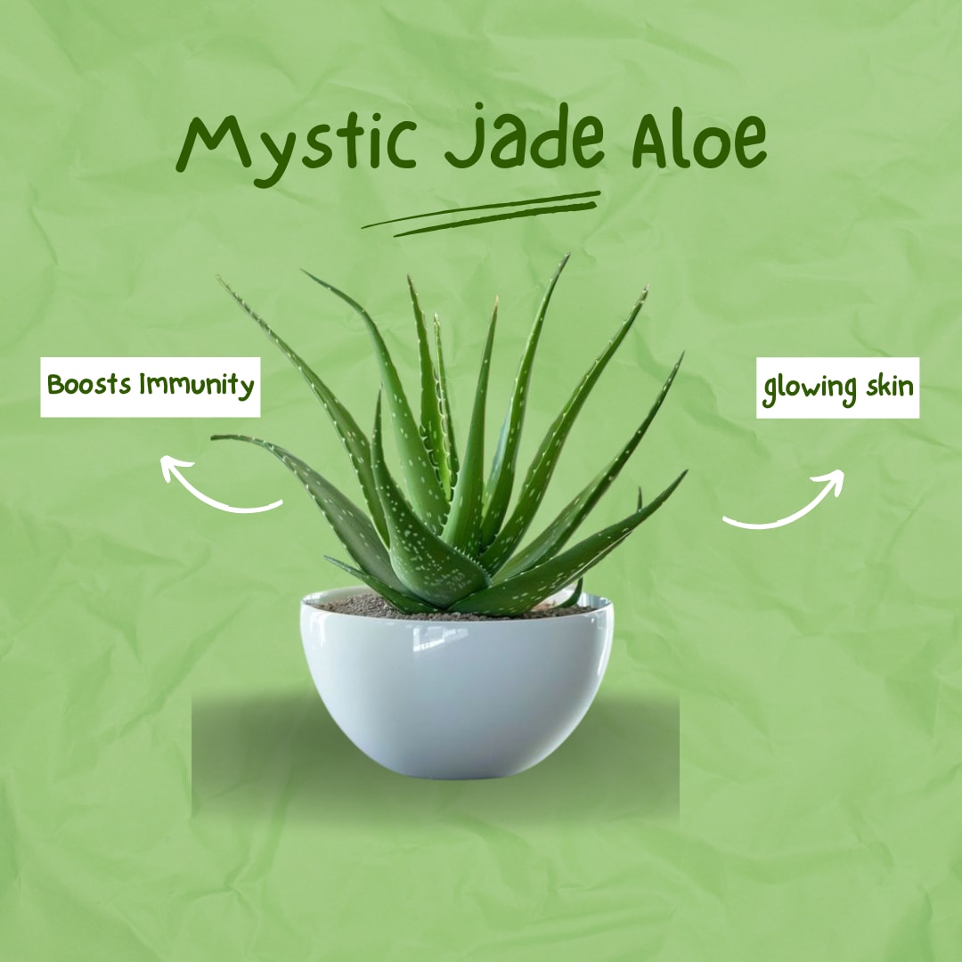 Hybrid Mystic Jade Aloevera Plant (Pack Of 1)