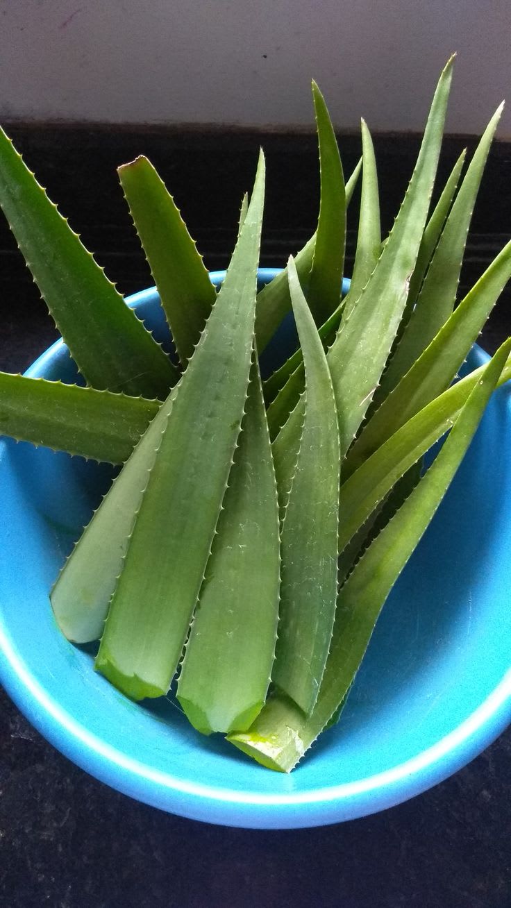 Hybrid Mystic Jade Aloevera Plant (Pack Of 1)