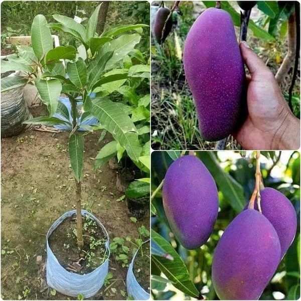 Iran Purple Mango 🥭🥭🥭 Fruit Plant (Hybrid & Grafting ) Pack Of-1