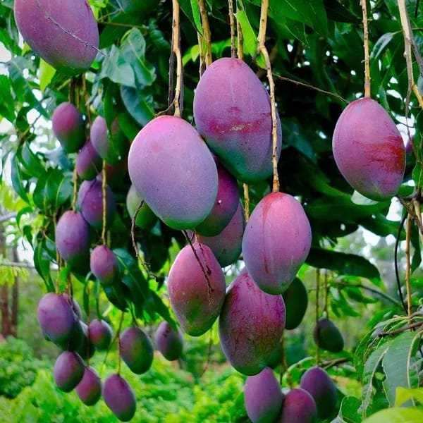 Iran Purple Mango 🥭🥭🥭 Fruit Plant (Hybrid & Grafting ) Pack Of-1