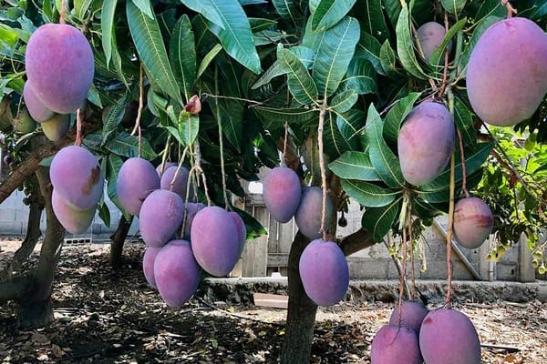 Iran Purple Mango 🥭🥭🥭 Fruit Plant (Hybrid & Grafting ) Pack Of-1