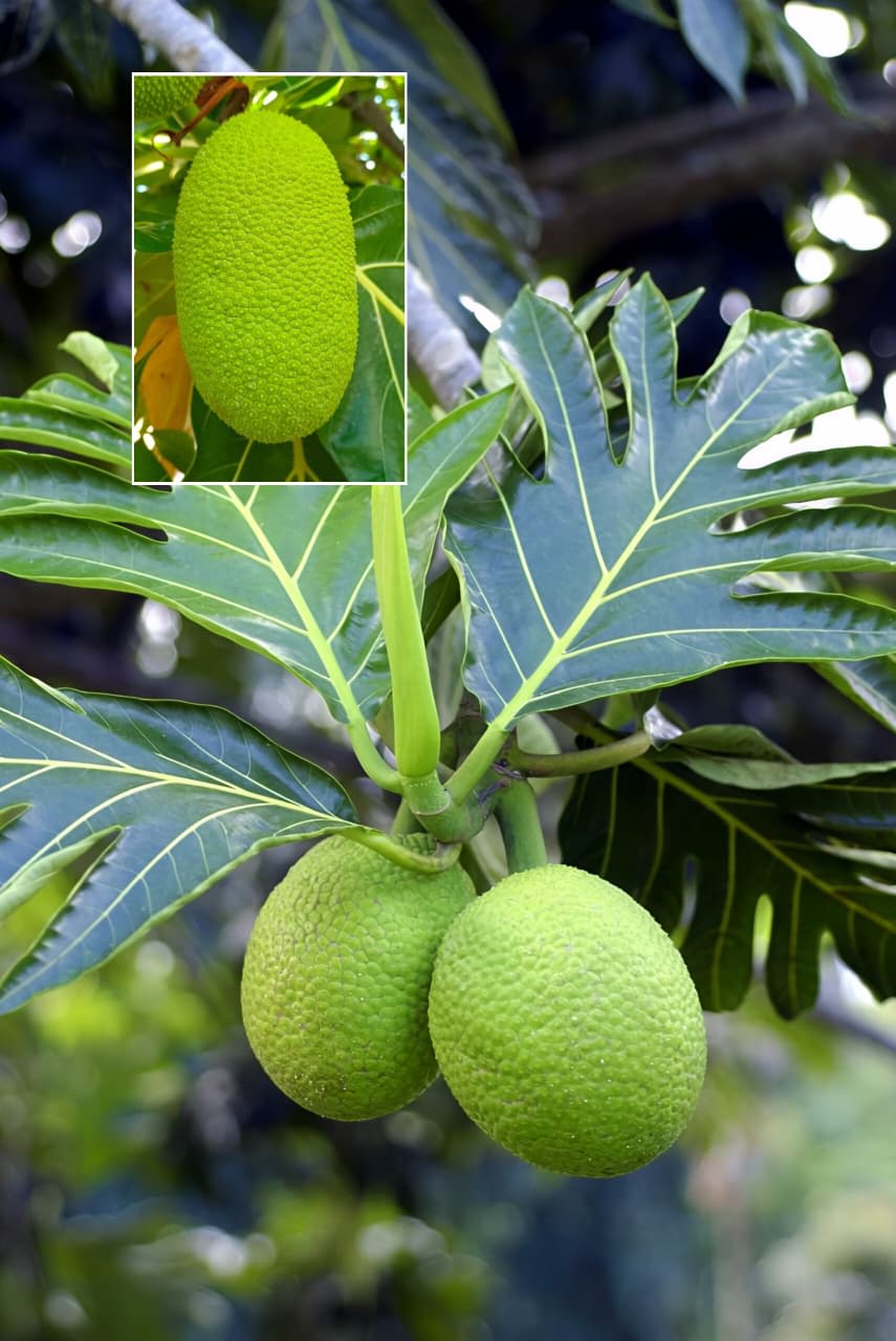 Hybrid Bread Fruit Grafting Plant (Pack Of 1)