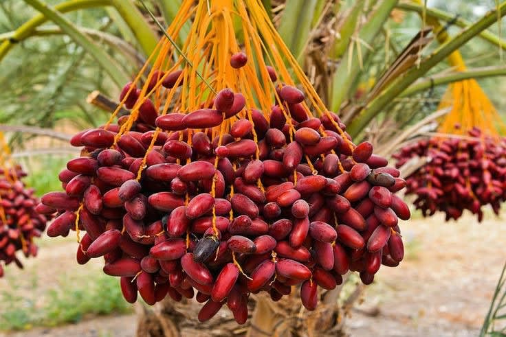 Hybrid Date Fruit Plant (1.5-3 Feet Height Pack Of 1)