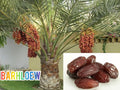 Hybrid Date Fruit Plant (1.5-3 Feet Height Pack Of 1)