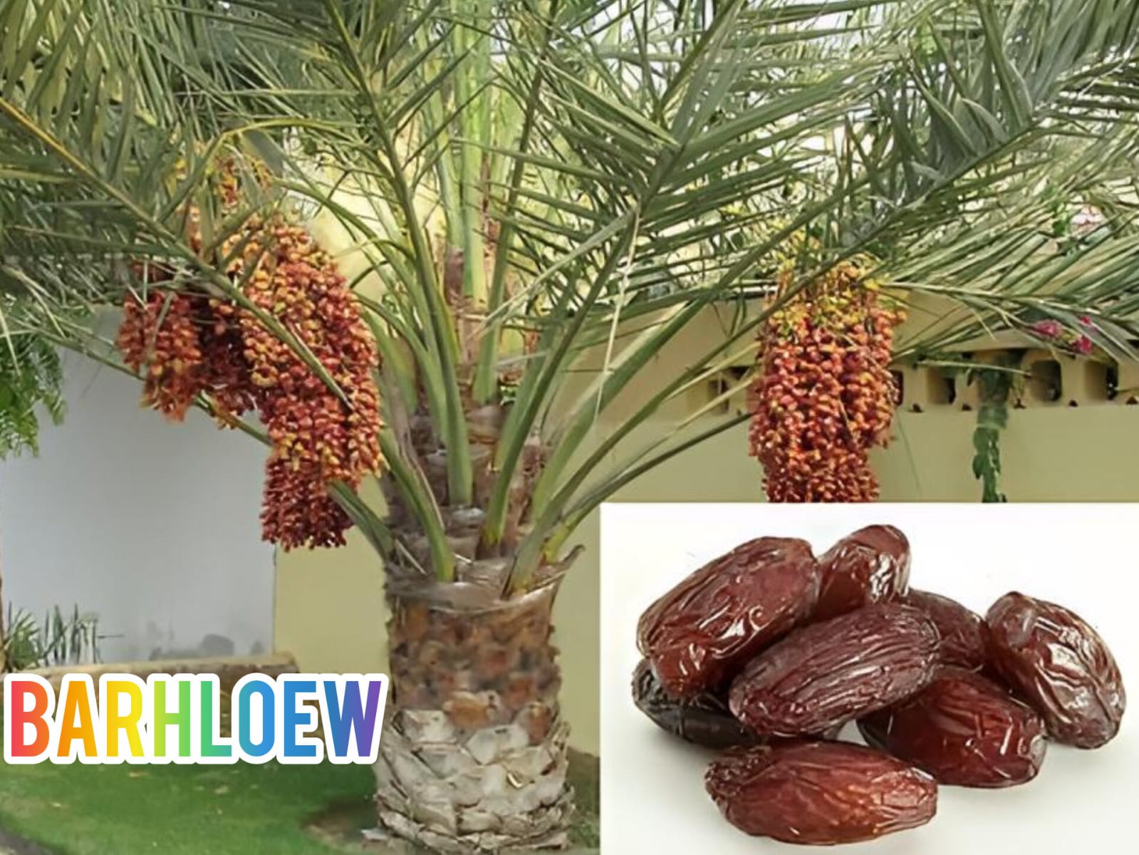 Hybrid Date Fruit Plant (1.5-3 Feet Height Pack Of 1)
