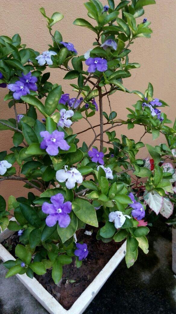 Yesterday Today  And Tomorrow Flower Plant (Pack Of-1 )